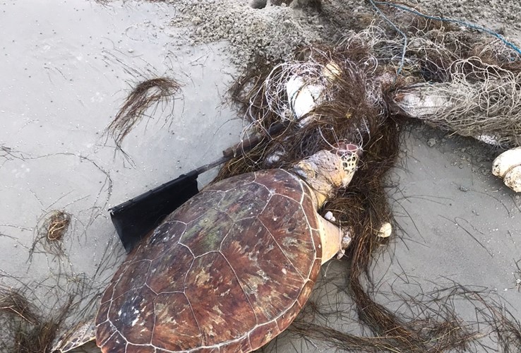 Tartaruga é encontrada morta e enrolada em rede de pesca em Grossos
