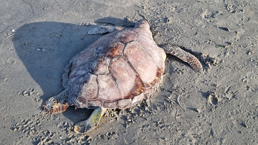 Tartaruga é encontrada morta na praia de Pernambuquinho, em Grossos