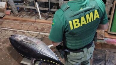 Ibama apreende seis toneladas de Atum em Porto do Mangue