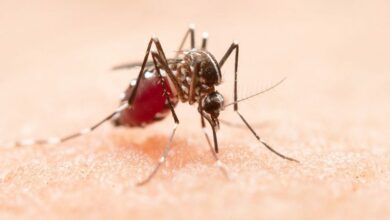 Infectologista explica principais mitos e verdades sobre a dengue e o mosquito Aedes aegypti