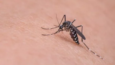 RN registra primeira morte por dengue em 2024, diz Sesap