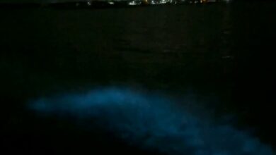 [VÍDEO] Fenômeno de Bioluminescência em Grossos intriga moradores e atrai curiosos