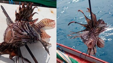 Peixe-leão é capturado na praia de Ponta do Mel, em Areia Branca; espécie é considerada perigosa e invasora