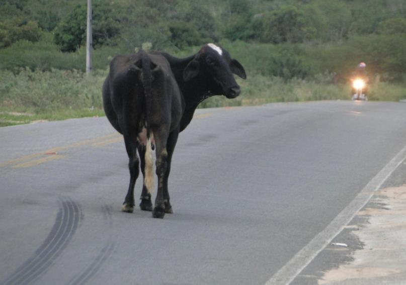 Justiça condena dono de animal a indenizar motorista por danos morais após acidente em rodovia do RN