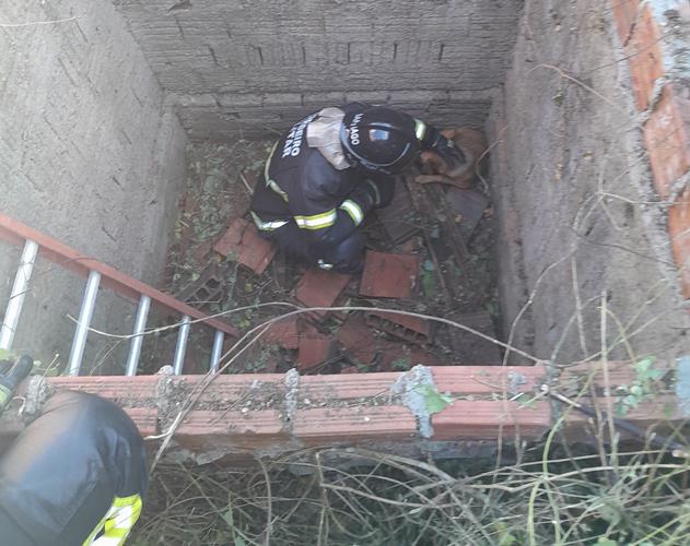 Bombeiros do RN resgatam dois cães de dentro de fossa em Mossoró
