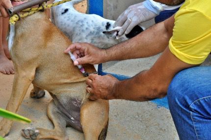 Secretaria de Saúde de Grossos inicia campanha de Vacinação Antirrábica nesta terça-feira